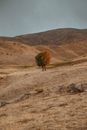 Two Trees Intertwined in the Middle of Fields and Hills