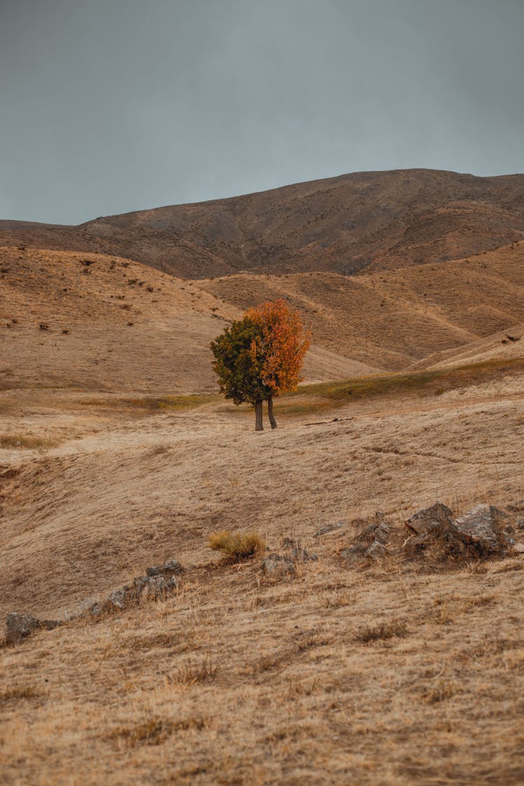 Two Trees Intertwined In The Middle Of Fields And Hills