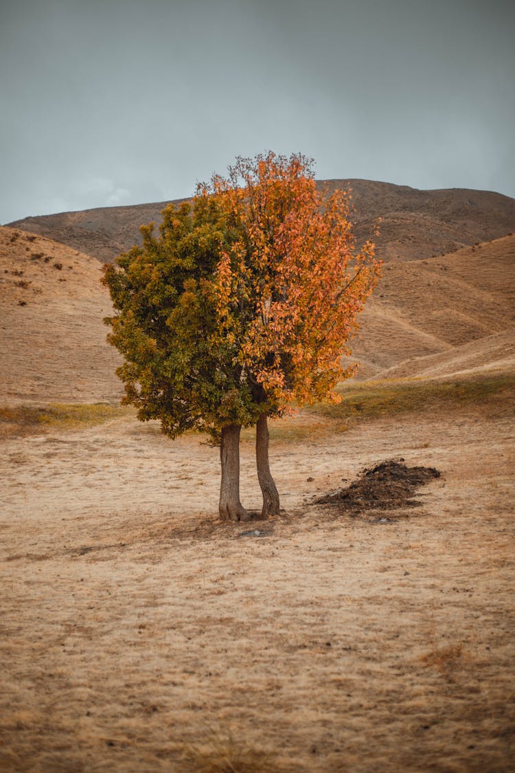 Two Trees Intertwined In The Middle Of Fields And Hills