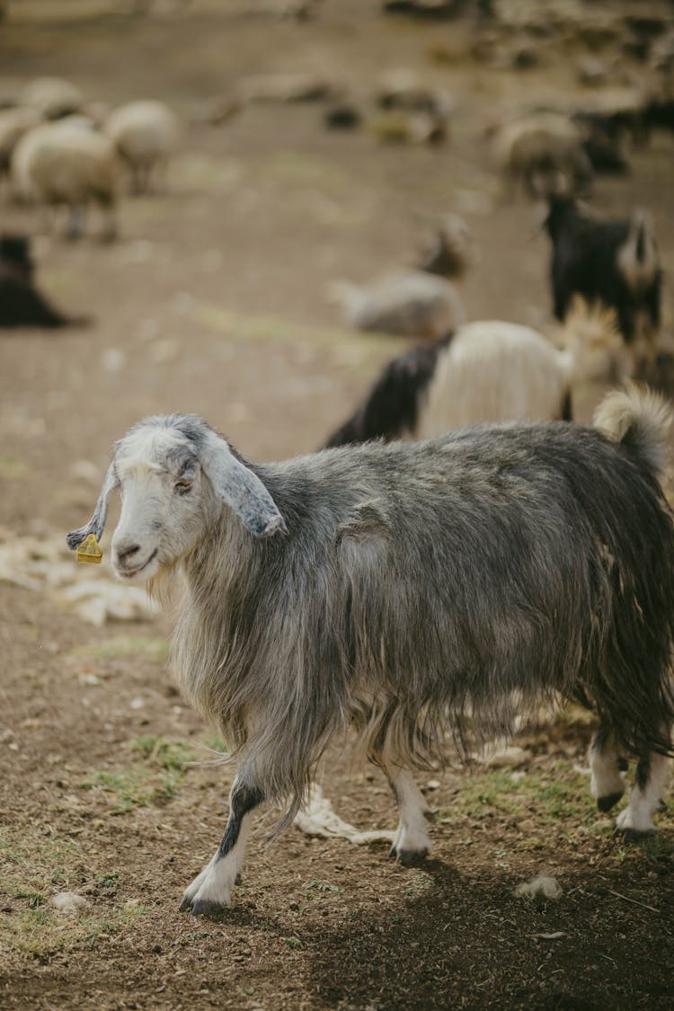 Himalayan Goats Grazing 