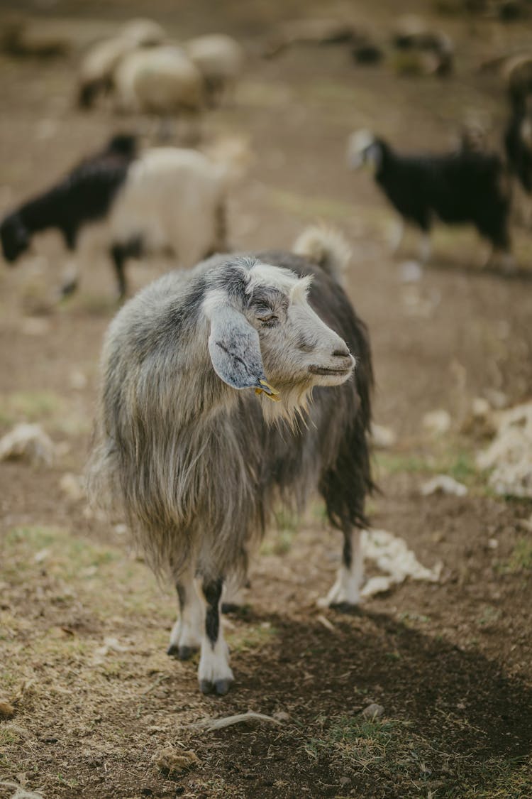 Himalayan Goats Grazing 