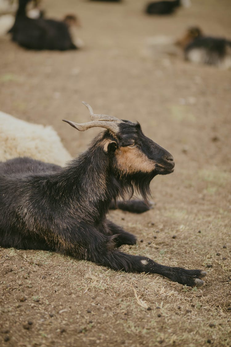 Himalayan Goats Grazing 