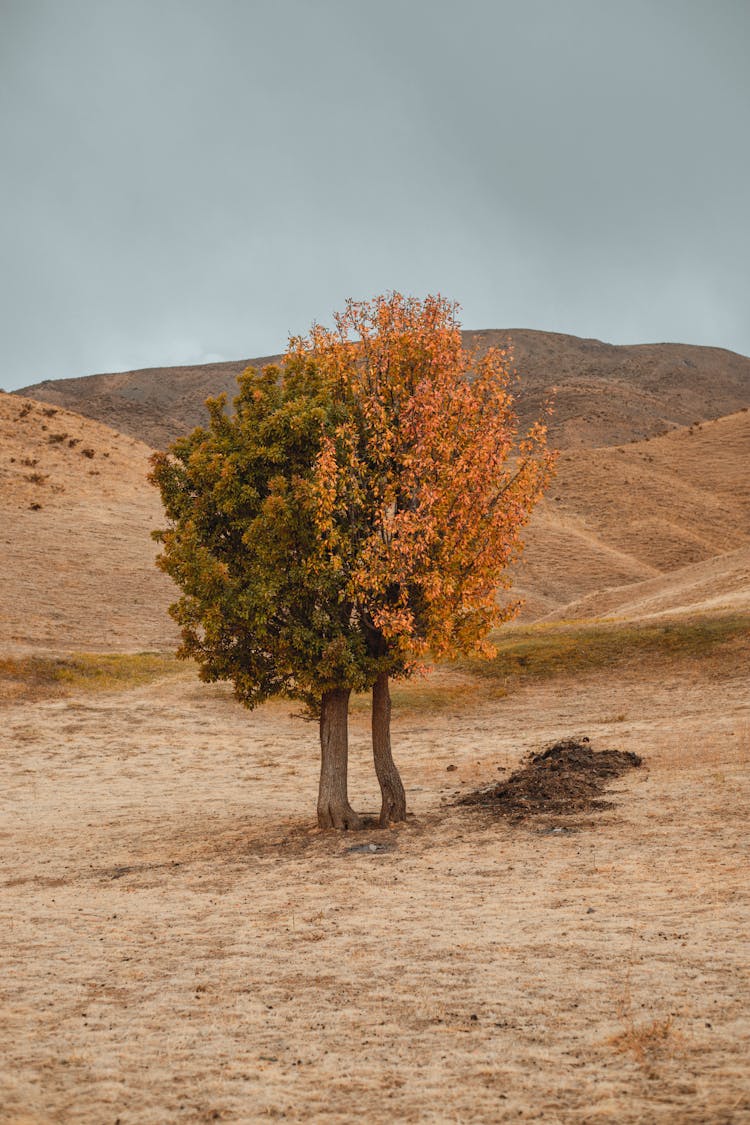 Two Trees Intertwined In The Middle Of Fields And Hills