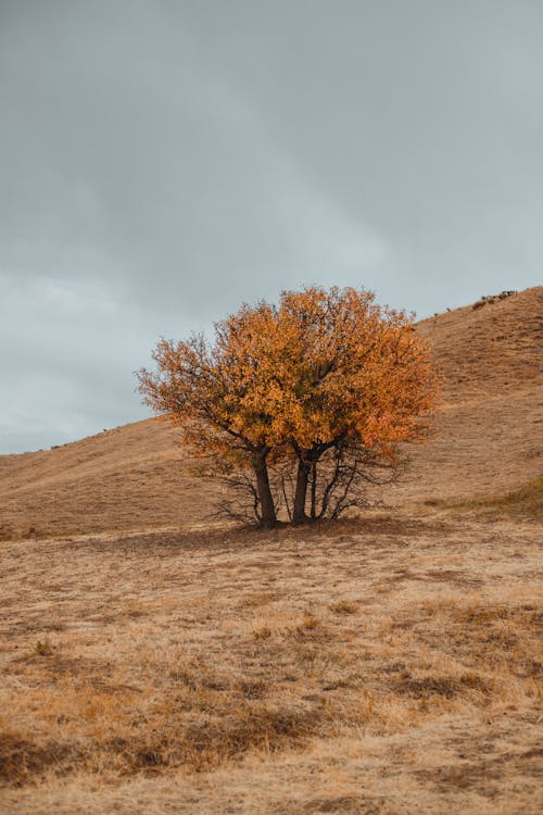 Trees in the Middle of Dry Fields and Hills