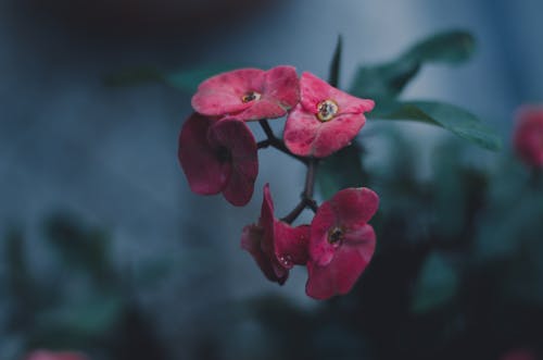 Free stock photo of dark, flower, greens