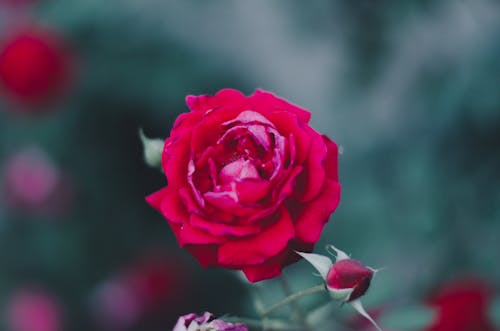 Free stock photo of red rose, rose