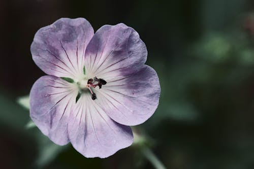 Close-Up Photograph of a Purple Flower