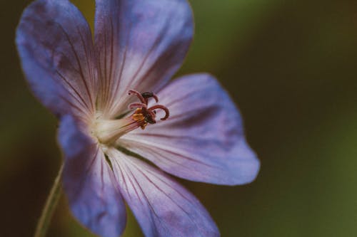 Purple Flower in Macro Shot