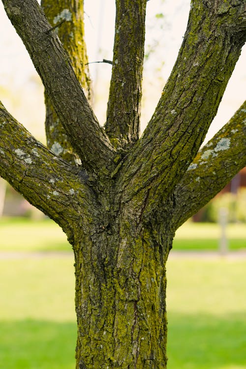 Kostnadsfri bild av bark, gren, närbild