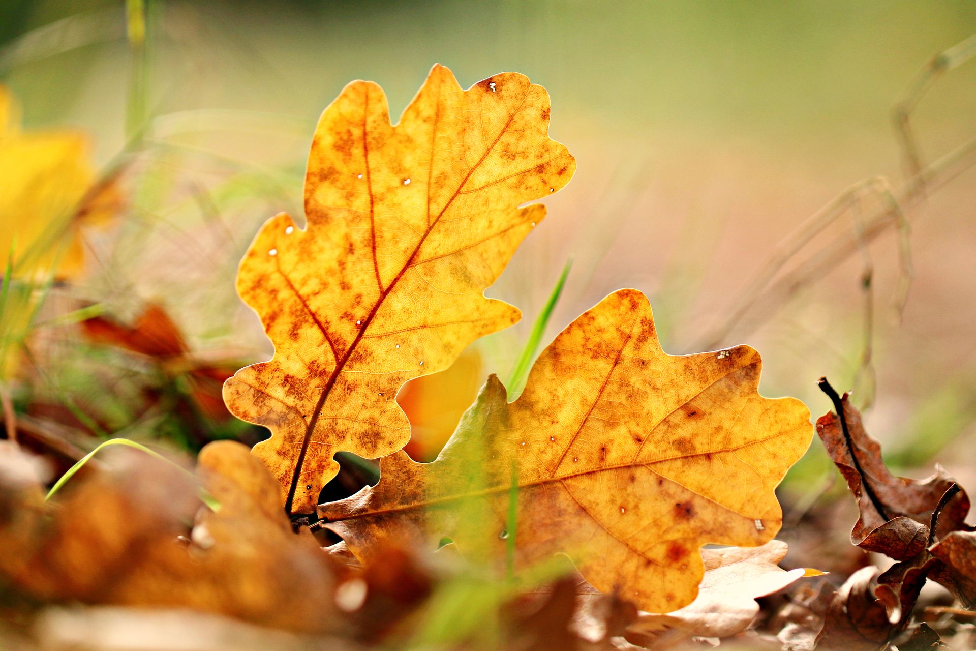 Detailed image capturing golden oak leaves in an autumn setting, emphasizing seasonal change.