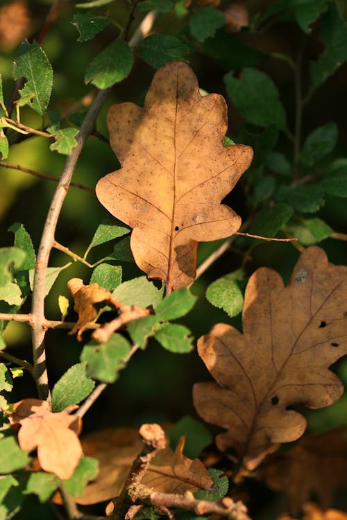 Základová fotografie zdarma na téma hnědé listy, javor, podzim