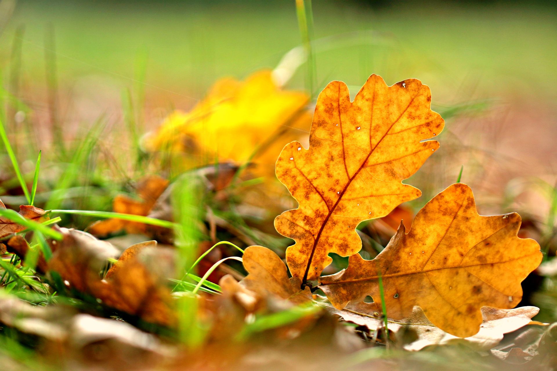 Detailed shot of colorful autumn oak leaves on grass in early fall, showcasing nature's beauty.