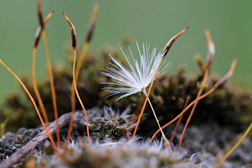 Gratis lagerfoto af blomst, delikat, flora