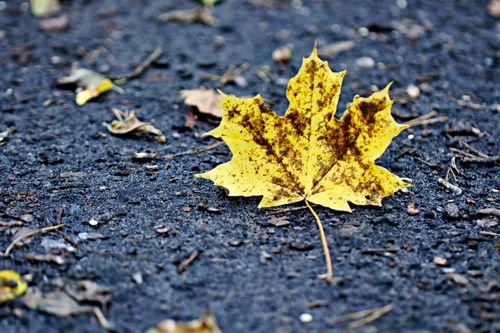Free Detailed image of a yellow maple leaf on asphalt, showcasing autumn colors and textures. Stock Photo
