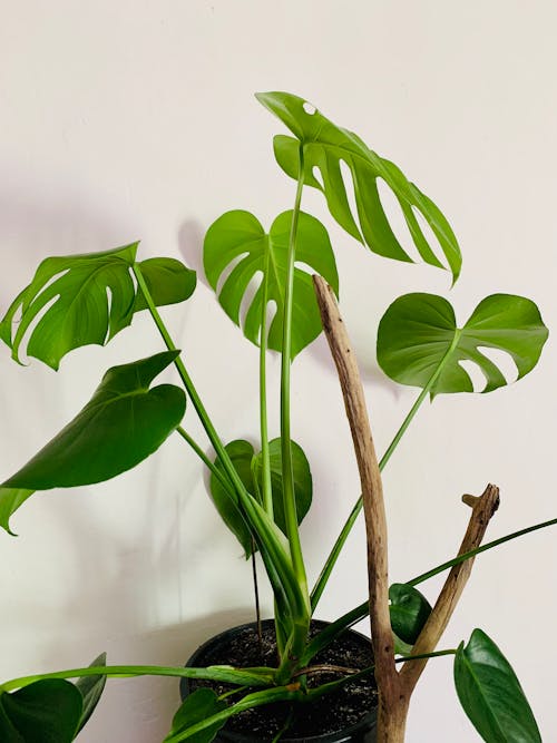 Бесплатное стоковое фото с monstera deliciosa, белая стена, вертикальный выстрел