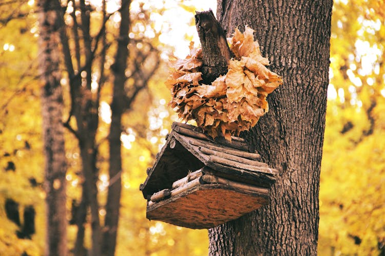 Brown Wooden Bird House On Brown Tree Trunk 