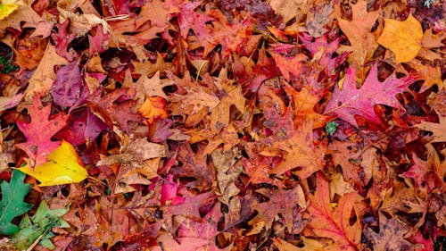 Ücretsiz akçaağaç yaprakları, doğa, geniş açılı çekim içeren Ücretsiz stok fotoğraf Stok Fotoğraflar