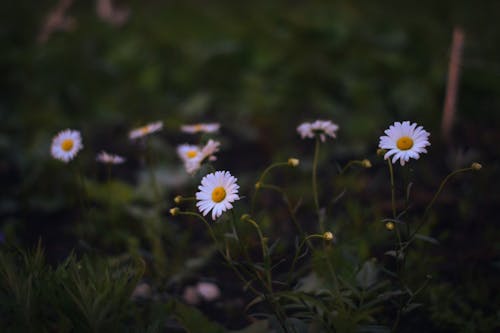 Fotobanka s bezplatnými fotkami na tému biele sedmokrásky, flóra, hĺbka ostrosti