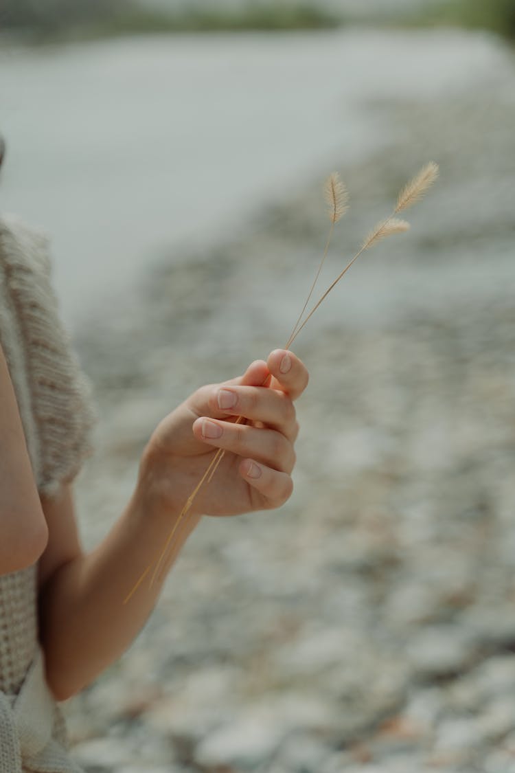 Photo Of A Person's Hand Holding Dry Wheat Grass