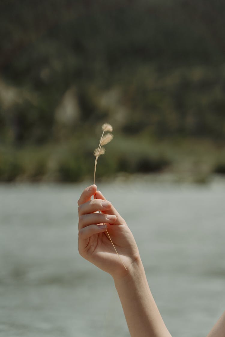 Photo Of A Person's Hand Holding Dry Grass