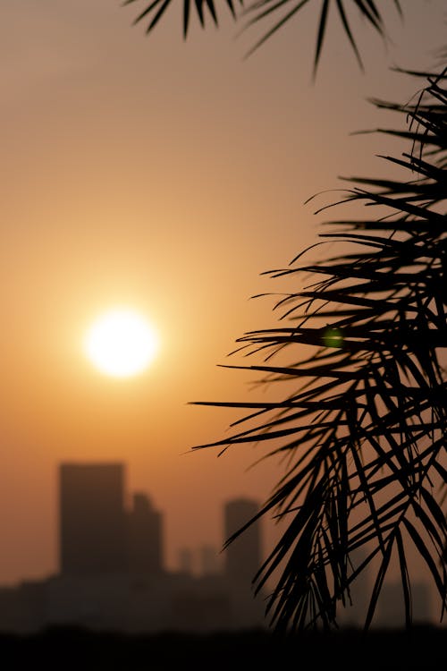 垂直拍摄, 日落, 棕櫚樹葉 的 免费素材图片