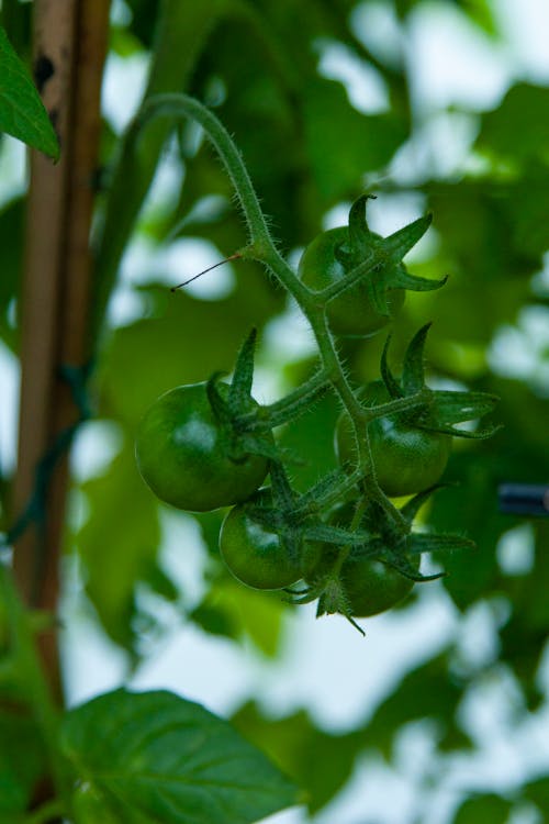 Green Tomatoes in Close Up Shot