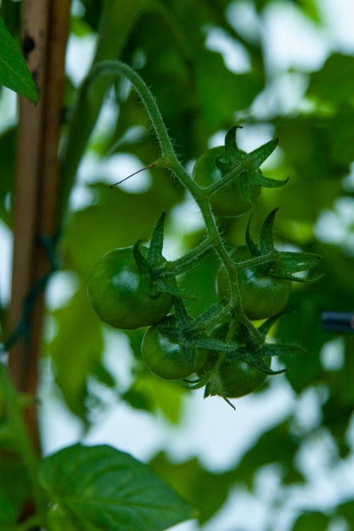 Free Close-up of unripe green tomatoes on a vine, surrounded by lush green leaves. Stock Photo