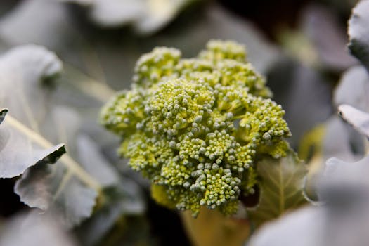 Detailed image of fresh organic broccoli with green leaves in focus.