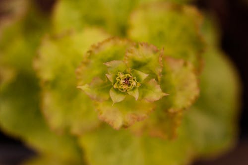 Green Flower Bud in Close Up Photography