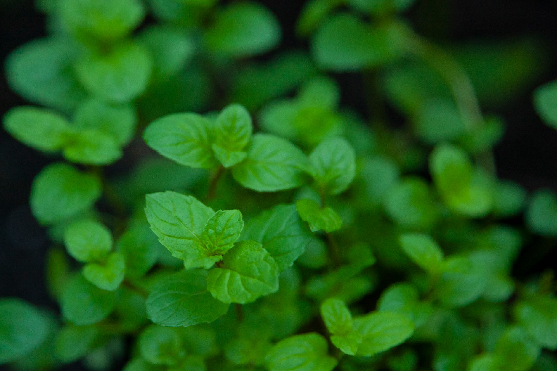 A detailed close-up of vibrant green mint leaves, showcasing natural texture.