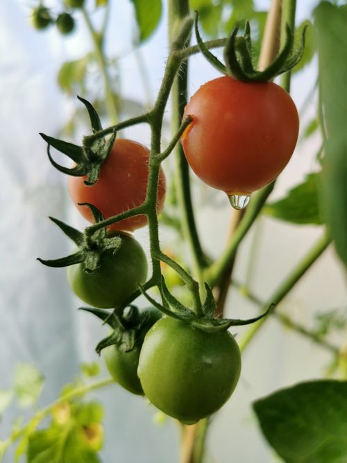 Free Detailed image showing ripe and unripe tomatoes with a water droplet on a vine, emphasizing organic growth. Stock Photo
