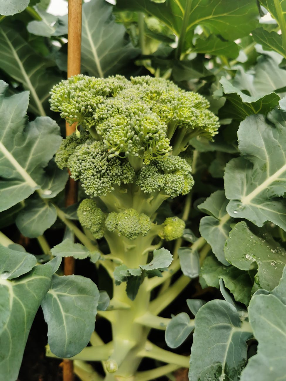 Brocoli