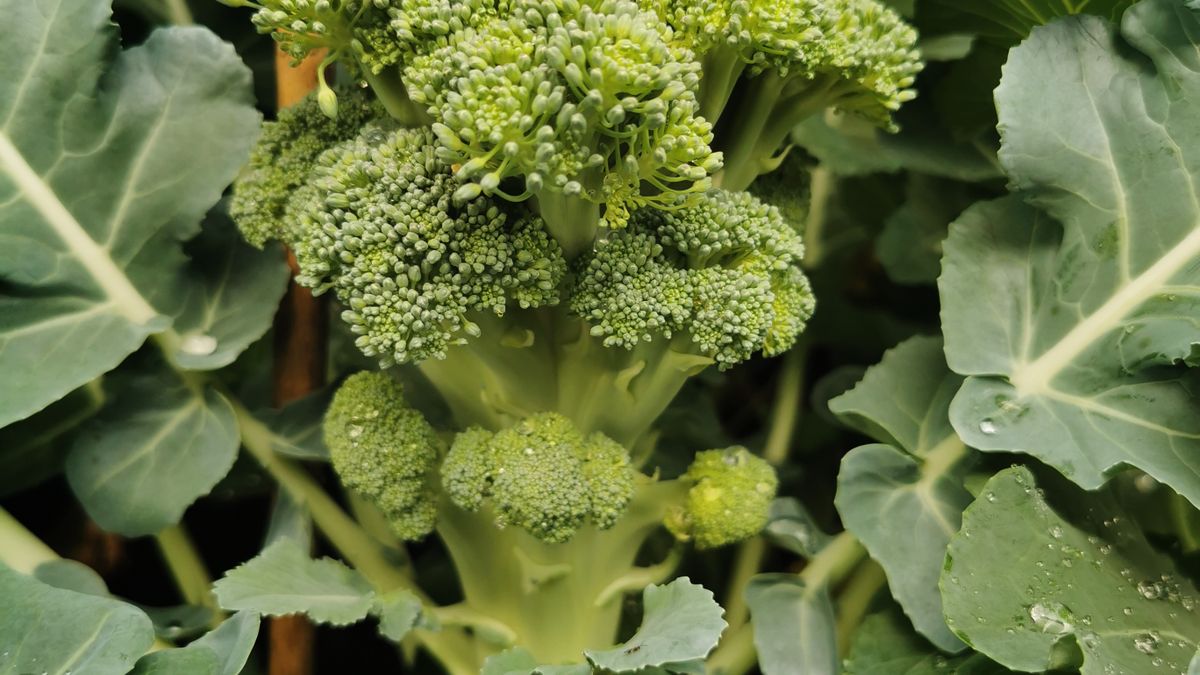 Calendrier des semis de légumes dautomne en juillet