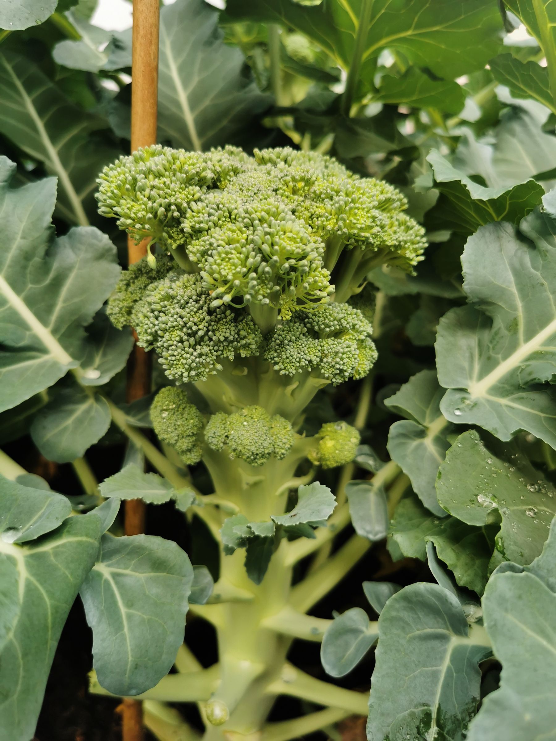 Tight green broccoli head growing among garden leaves Tight green broccoli head growing among garden leaves