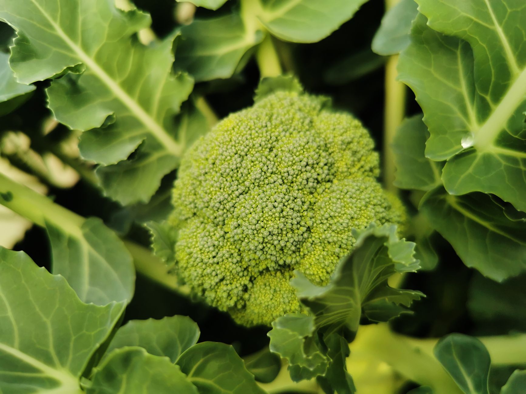 Maximizing Tender, Continuous Harvests of Broccoli Raab & Sprouting Broccoli: Strategic Pinching, Timing, and Soil for Sweet Florets and Succulent Stems