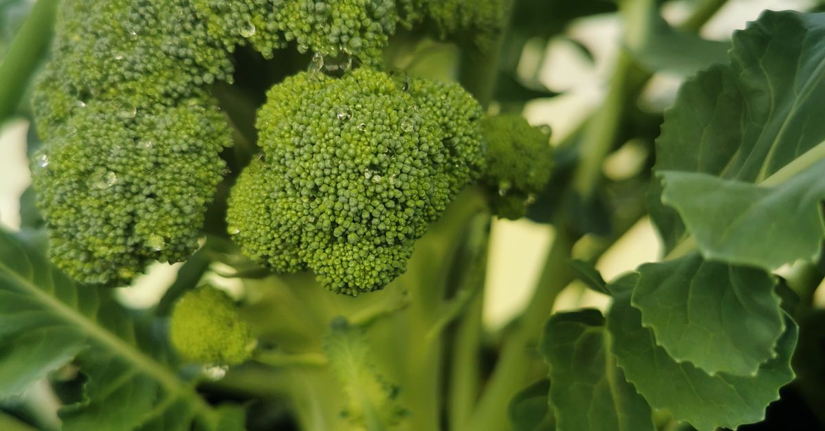 B Rocoli Close-up Shot of a Broccoli Plant · Free Stock Photo