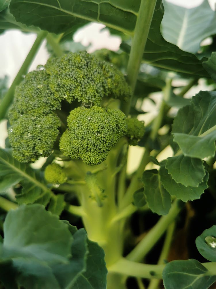 Close-up Shot Of A Broccoli Plant