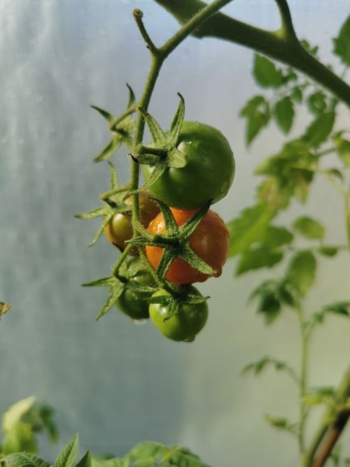 Free Vertical shot of fresh green and red tomatoes on vine in garden setting. Stock Photo