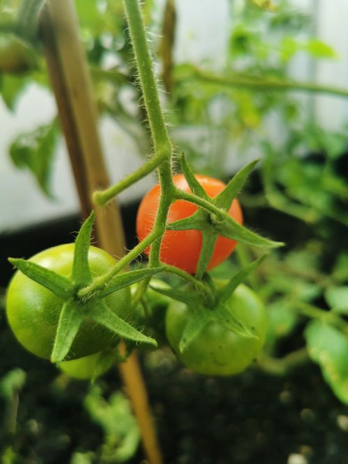 Free Vibrant green and red tomatoes ripening on the vine against lush green foliage. Stock Photo