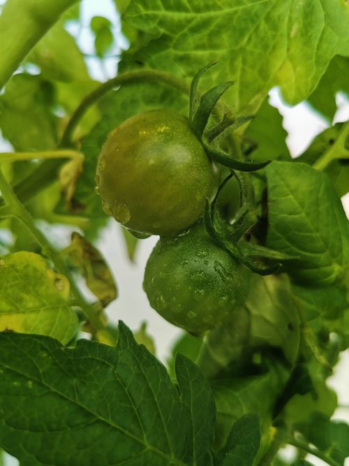Free Detailed close-up of green unripe tomatoes growing among lush leaves. Stock Photo