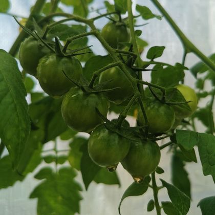 Heirloom tomatoes on the vine, photo by Karen Laårk Boshoff on Pexels