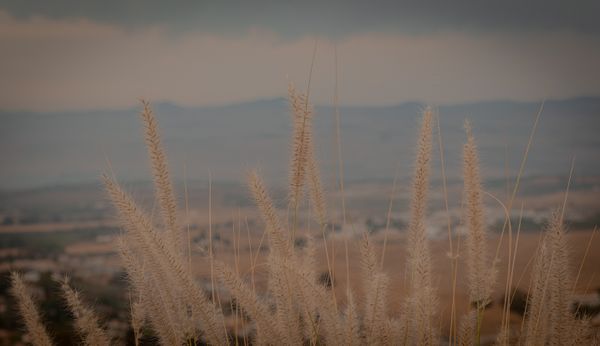Tall dry grasses over an open plain — photo by Ofir Eliav on Pexels