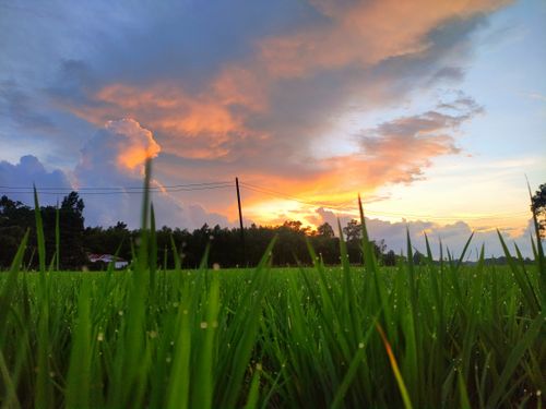 Free A breathtaking sunset illuminates a lush green field in Ukhia, Chittagong, Bangladesh. Stock Photo