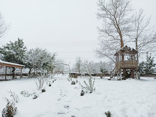 Fotos de stock gratuitas de casa del árbol, cubierto de nieve, frío