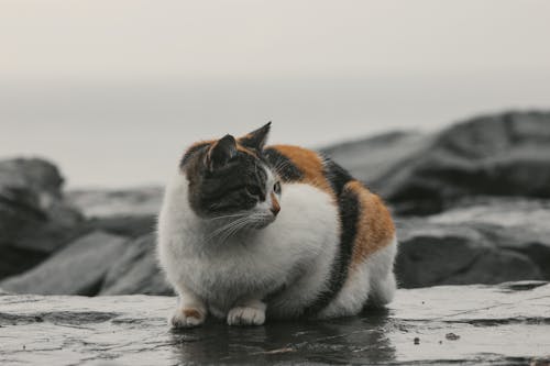 Darmowe zdjęcie z galerii z kot, kot domowy, morze