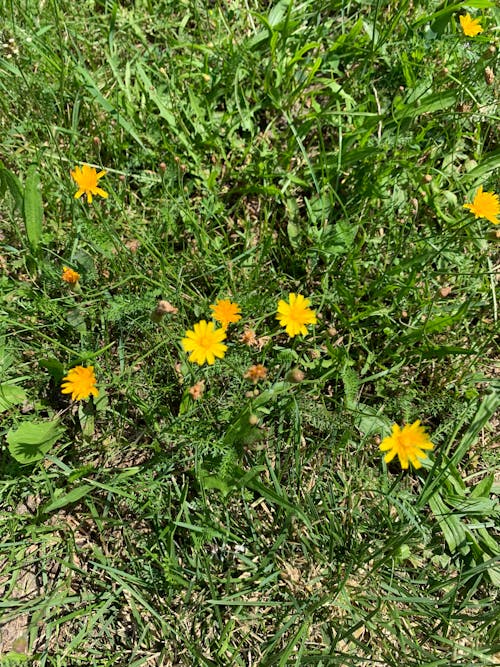 Free stock photo of dandelions, grass, green