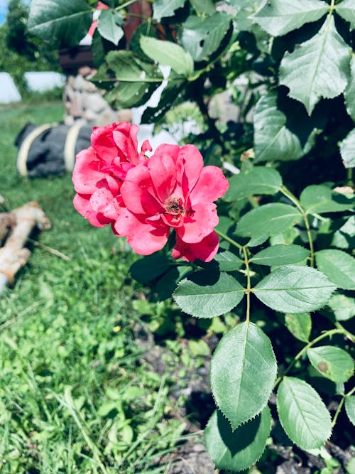 Free stock photo of green leaves, pink rose, roses