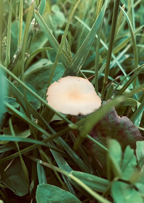 Free stock photo of grass, green, mushroom