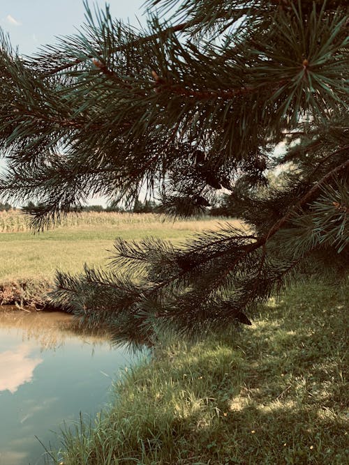 Free stock photo of grass, lake, pine tree