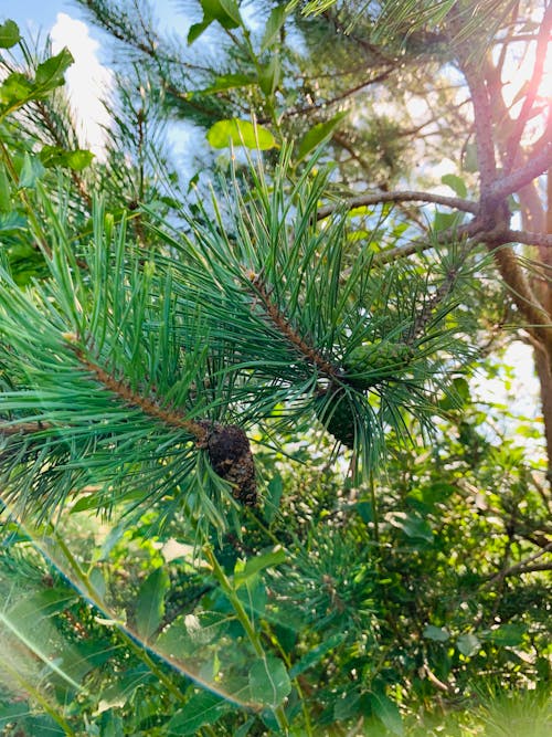 Free stock photo of green, pine cone, pine tree